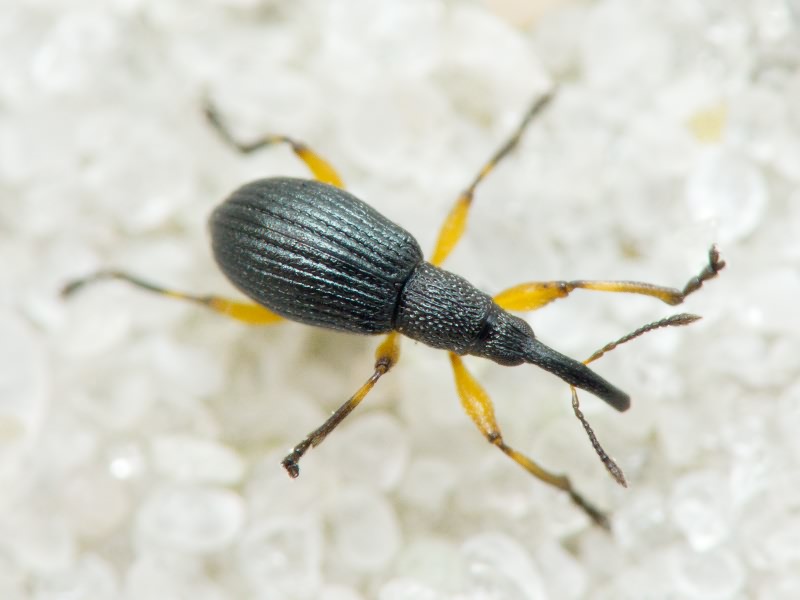 Protapion varipes (Germar, 1817)